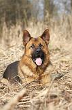 BERGER ALLEMAND 879